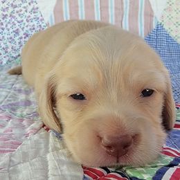 Girl cream purple collar - Cream female Dachshund puppy in Lexington, Oklahoma from Long Doggy Acres