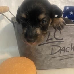 Savanna - Black and cream female Dachshund puppy in Smicksburg, Pennsylvania from TLC Dachshunds