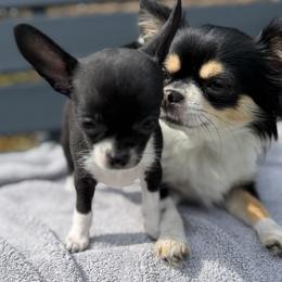 Queen - Black and white female Chihuahua puppy in Amity, Pennsylvania from Rhoda and Verna