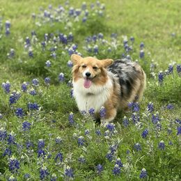 Honey - American Corgi