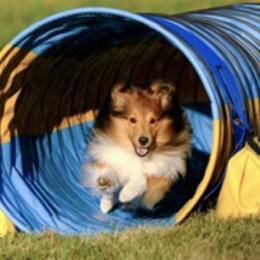 Shetland Sheepdogs from ELBERETH