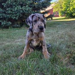 White collar - Merle female Great Dane puppy in Ulen, Minnesota from Hogenson Family Farm