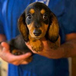 Boy - Black and tan male Dachshund puppy in Winter Haven, Florida from Davidson's Dachshunds