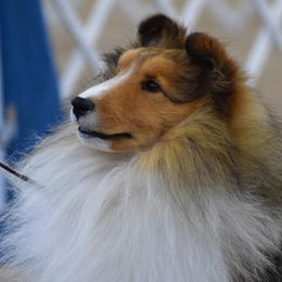 Australian Shepherds and Shetland Sheepdogs from Rod's Pups