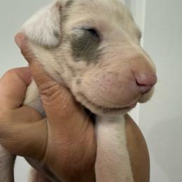 Tiger - Harlequin male Great Dane puppy in Florida from Beachside Kennels