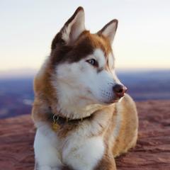 Uki - Siberian Husky