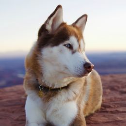 Uki - Siberian Husky