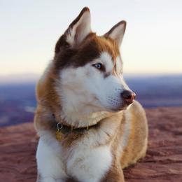 Uki - Siberian Husky