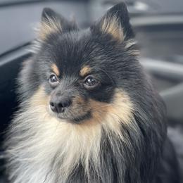 Teddy - Pomeranian