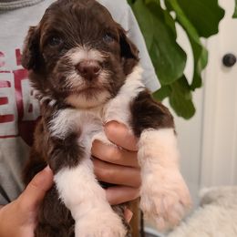 Cruz - Portuguese Water Dog puppy from Gulf Coast Puppies