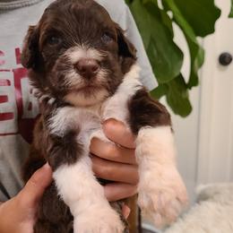 Cruz - Portuguese Water Dog puppy from Gulf Coast Puppies
