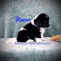 Razer - White and black male Newfoundland puppy in Cortez, Colorado from Bear Heart Newfoundlands, LLC