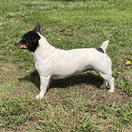 Daisy - Teddy Roosevelt Terrier
