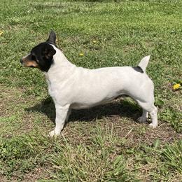 Daisy - Teddy Roosevelt Terrier