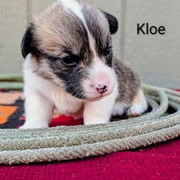 Kloe - Sable and white female American Corgi puppy in Shawnee, Oklahoma from Sunray Ranch