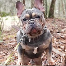 French Bulldogs from Christain's Kennels
