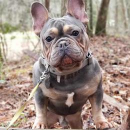 French Bulldogs from Christain's Kennels