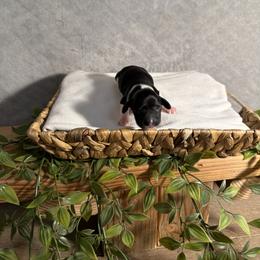 Shaggy - Piebald male Dachshund puppy in Lakeland Village, California from CA__Dachshunds