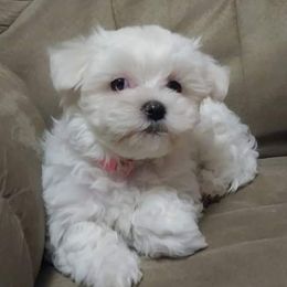 Maltese from Desrosier