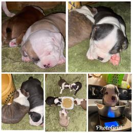 American Bully Puppies from Bolt Action Kennel