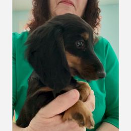 Dachshund Puppies from Sarou's Miniature Dachshunds