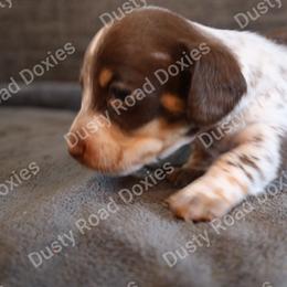 Kolter - Piebald male Dachshund puppy in Blanchard, Oklahoma from Dusty Road Doxies