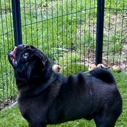 George - Pug