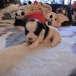 Stef - Black and white female Havanese puppy in Deer Park, Washington from Mt. Top Havanese