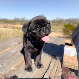 Hugo (blue collar) - Silver male Pug puppy in Hereford, Arizona from Broken Road Ranch Pugs