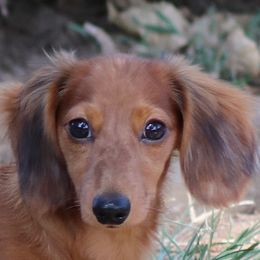 Kendall 7035 - Red female Dachshund puppy in Azle, Texas from American Dachshunds