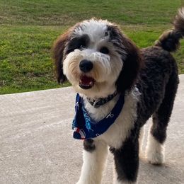 Dipper - Sheepadoodle