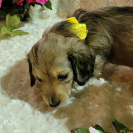 Dachshund Puppies from CLARK'S BREEDING PROGRAM