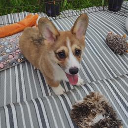 Red Sable 1 brown collar - Red male Pembroke Welsh Corgi puppy in Mountain View, Hawaii from Celtic Corgis