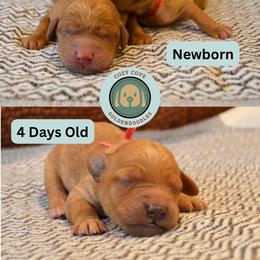 Goldendoodle Puppies from Cozy Cove Goldendoodles