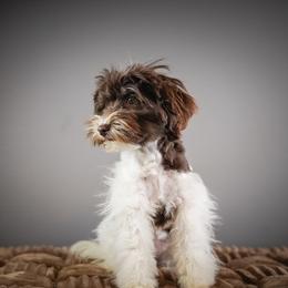 Gidget - Parti female Schnoodle puppy in Caldwell, Idaho from Boise Doodle Co.