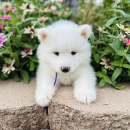 Purple - White female Samoyed puppy in Paulden, Arizona from Carefree Samoyeds & Deserthills Labradors