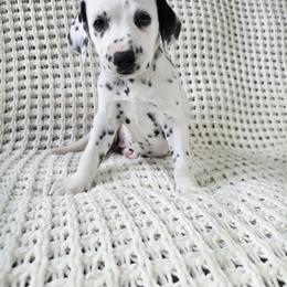 Athena - LUA short coat - White and black female Dalmatian puppy in Jefferson, Georgia from Spotted Jewels Dalmatians