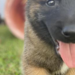Belgian Malinois and German Shepherd Puppies from Madhouse’s Belgian Malinois and German Shepherds