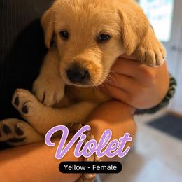 Violet - Yellow female Labrador Retriever puppy in Howards Grove, Wisconsin from Hunter’s Moon Retrievers