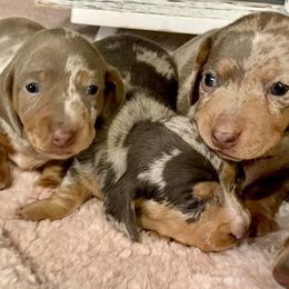 Dachshunds from Berry Dachshunds