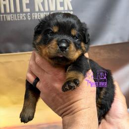 5th pick female - Black and mahogany female Rottweiler puppy in Lyons, Indiana from White River Rottweilers