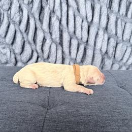 Brown - Cream male Goldendoodle puppy in Mount Pleasant, Utah from Betty's Goldendoodles