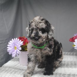 Goldendoodle Puppies from Obsidian Creek Doodles LLC