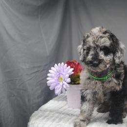 Goldendoodle Puppies from Obsidian Creek Doodles LLC