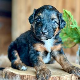 Polar Bear - Black phantom male Aussiedoodle puppy in Lancaster, Minnesota from Finney Ranch