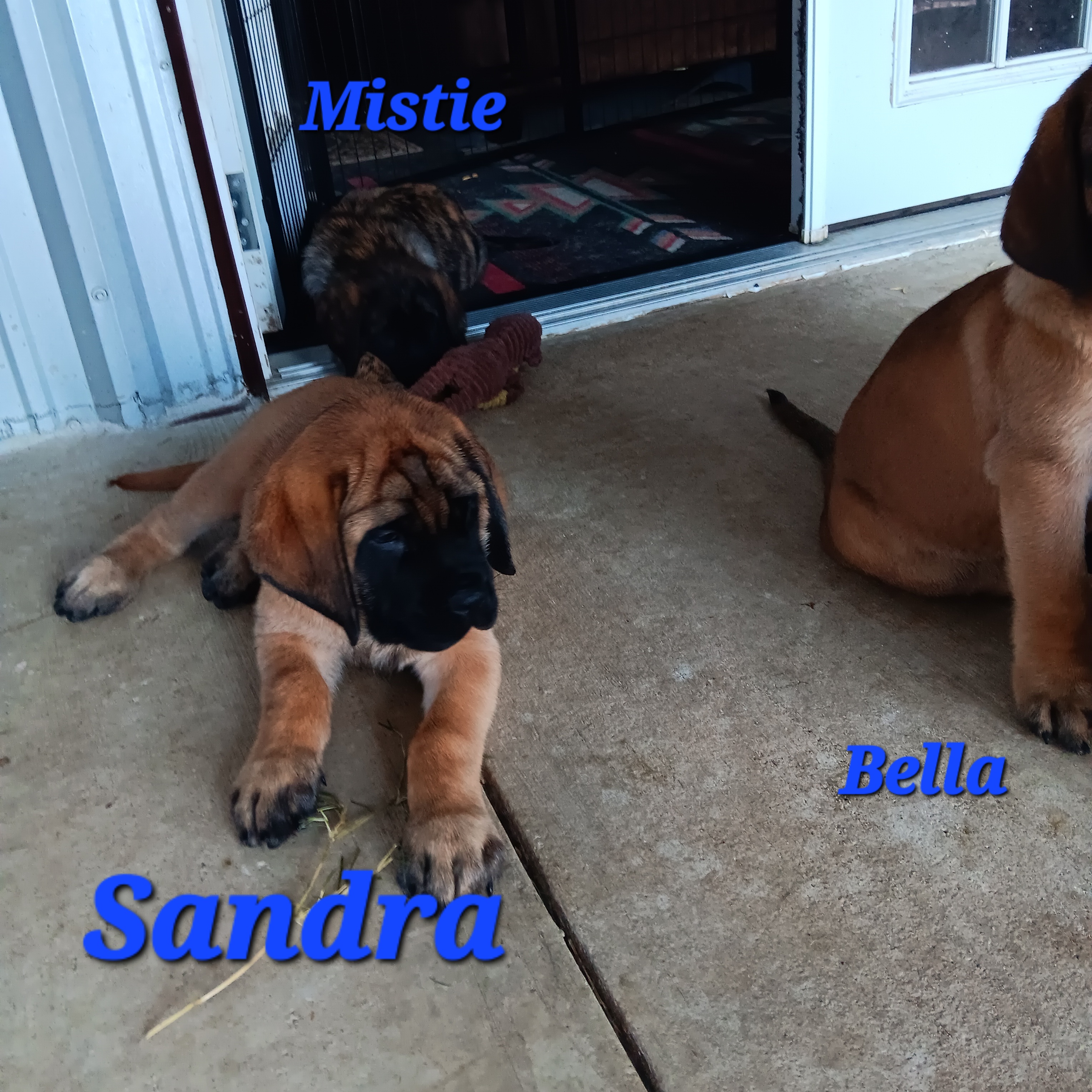 Sandra - Apricot Mastiff puppy in Pleasanton, Texas from Rksfarms Mastiff