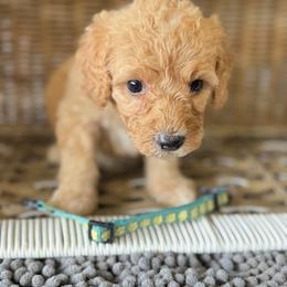 Light blue - Red male Bernedoodle puppy in Valdosta, Georgia from Fifth Day Farm