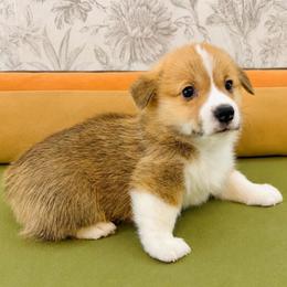 Alice (Ella) - Red female Pembroke Welsh Corgi puppy in Aumsville, Oregon from West Coast Corgi