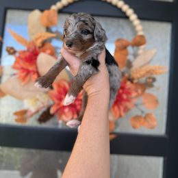 Bingo - Merle female Bernedoodle puppy in Spanish Fork, Utah from K Brand Doodles