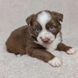Simon - Red tri male Miniature Australian Shepherd puppy in Bedias, Texas from JSK Aussie and Cavaliers